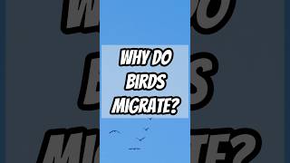 Why Do Birds Migrate shorts ai trivia bird long distance [upl. by Ahsinev]