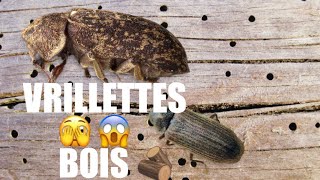 22 je réponds à vos questions Bruit dans le bois cloisons mur toctoc vrillettes trou dans poutres [upl. by Hartley493]