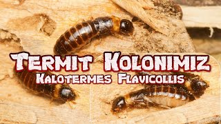 Termit Günlükleri 02  Kalotermes flavicollis [upl. by Burgess]