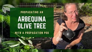 Propagating Arbequina Olive Tree With Root Ball Air Layering Pods [upl. by Aiuqal]