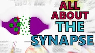 The Synapse  Function of the Synapse Explained  Synaptic Transmission  Types of Synapses [upl. by Skippie695]