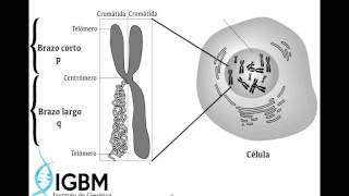 TIPOS DE CROMOSOMAS [upl. by Bond]