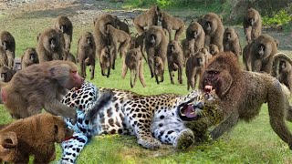 Baboon vs leopard crazy wild animal attack [upl. by Kyl589]