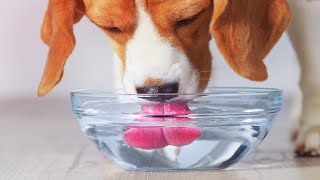 Dog Drinking Water Sound Effect ASMR [upl. by Yarazed]