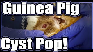 Guinea Pig Cyst Removal with Earl These [upl. by Hillel]