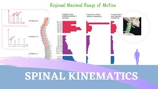 SPINE KINESIOLOGY ANIMATION  Factors Influencing Spinal Mobility [upl. by Seniag]