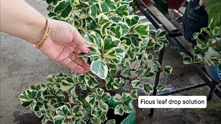 Ficus triangularis best care tips [upl. by Viccora19]