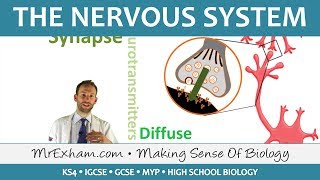 The Nervous System  GCSE Biology 91 [upl. by Kyd]