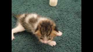 Worlds cutest kitten Crying 2 week old kitten [upl. by Lleval]