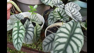 Tanaman hias ini mahal  ratusan ribu Alocasia silver  keladi hias [upl. by Ylerebmik]