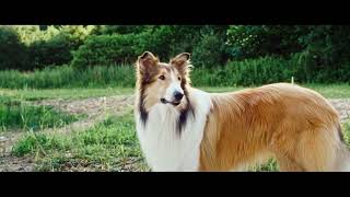 LASSIE DE VOLTA A CASA Lassie Come Home  Trailer Oficial PT Dobrado [upl. by Anileba]