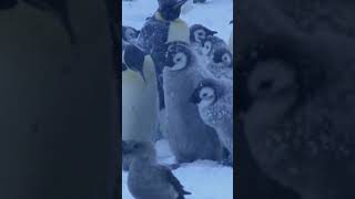 Petrel Attacks Penguin Chick [upl. by Volkan]