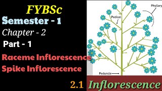 FYBSc  Ch2P1  Inflorescence  Introduction  Racemose  Cymose  Subtype Raceme  Explained [upl. by Gnet]