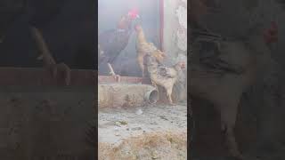 Harmony in the Henhouse Hens and Rooster Thrive in their New Cozy Coop 🐓rooster nature short [upl. by Ddet]