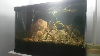 Leaf Litter  20 Gallon Kuhli Loach Biotope  07042018 [upl. by Putnem]