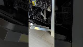 Skunk Inspects My Kitchen Dishes 🦨🍽️  Too Funny [upl. by Gonzales]