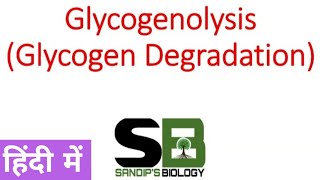 Glycogenolysis  Glycogen metabolism in Hindi [upl. by Nifled438]