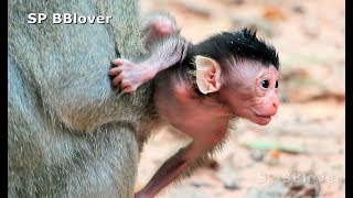 Poor Baby Monkey Was Steal To Adopt By Crazy Psycho Macaque  Amara 18 [upl. by Nohsal]