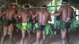 Dança Indígena  Ritual Amazônico [upl. by Neira]