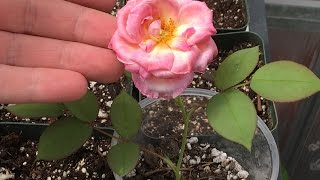 Growing Roses From Seed Final Update [upl. by Simonsen370]