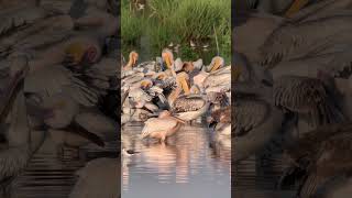 Great White Pelican Pelecanus Onocrotalus [upl. by Airdnas530]