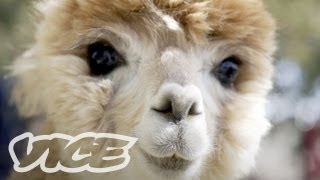 Cute Alpacas  The Cute Show [upl. by Seena283]