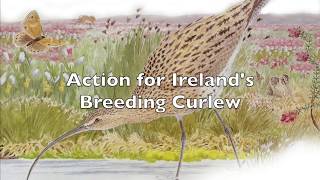 Action for Irelands Breeding Curlew [upl. by Scoles782]