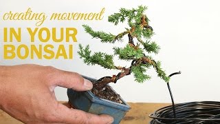 How to Create a Bonsai with Movement  Wiring a bonsai tree trunk [upl. by Aliam606]