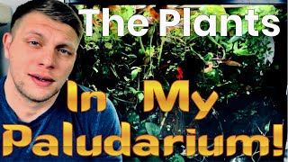 The Plants In My Paludarium [upl. by Seppala]