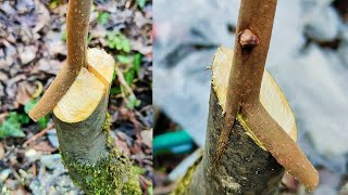 Grafting persimmon tree in spring  Persimmon grafting [upl. by Lawson863]