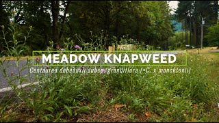 Meadow Knapweed [upl. by Beka253]