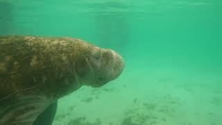 Swimming With Manatees Crystal River Florida  Manatee Adventures Crystal River [upl. by Mogerly483]