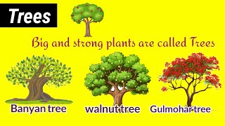 Types of plants  different types of plants  Tree  Herbs  Shrubs [upl. by Ava444]