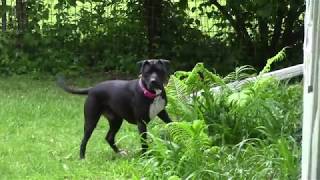 Pit Bull Boxer Mix Luna Plays in the Rain [upl. by Lim]