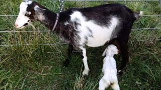 Worlds Highest Milking Goat Breed  Saanen Goats Video Documentary By AJ Cattle info [upl. by Simdars]