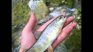 Pêche de la truite fario au toc dans des ruisseaux des Pyrénées avril 2014 [upl. by Rusel]