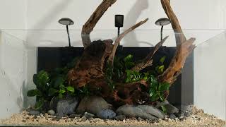 Epiphyte Aquascape Anubias and Ferns [upl. by Omolhs63]