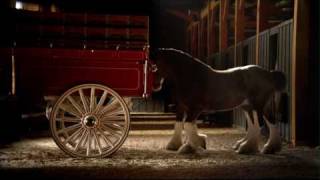 Budweiser Clydesdale Commercial  High Definition [upl. by Sinnel]