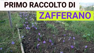 ZAFFERANO Raccolta essiccazione e conservazione Guida completa [upl. by Bobbee]