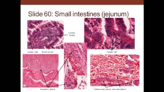 13 Medical School Histology Digestive System I  Part 3 Small and Large Intestines [upl. by Aylatan]