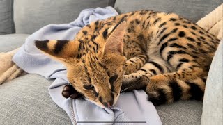 Serval Pet Kitten 5 Months Old [upl. by Groh]