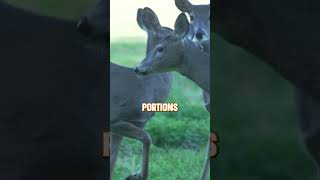 Unusual behaviors outside of the rut🦌 deer deerhunting [upl. by Orecic]