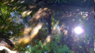 Sindsley Brook Worsley Woods [upl. by Eninej826]