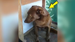 Der Hund war seit 2 Jahren im Tierheim plötzlich roch er einen vertrauten Geruch [upl. by Anagnos]