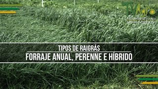 Tipos de Raigrás Forraje Anual Perenne e Híbrido  TvAgro por Juan Gonzalo Angel [upl. by Segalman771]