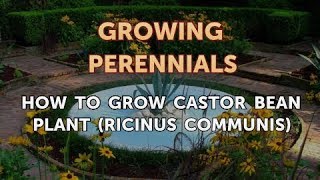 How to Grow Castor Bean Plant Ricinus Communis [upl. by Isteb131]