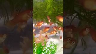 feeding live food for my platy fish [upl. by Guttery221]