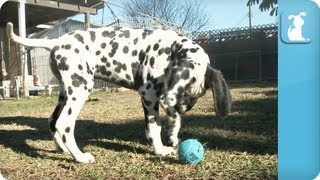 Dalmatian Puppies  Puppy Love [upl. by Durwood428]