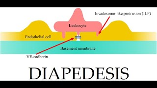 L218 Extravasation Diapedesis Understanding the Molecular Mechanisms Part 3 [upl. by Abel]