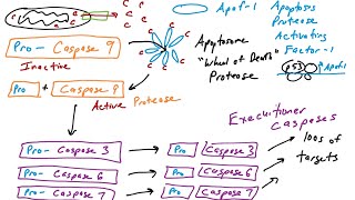 Apoptosis The Intrinsic Pathway part 2 [upl. by Kolnos882]